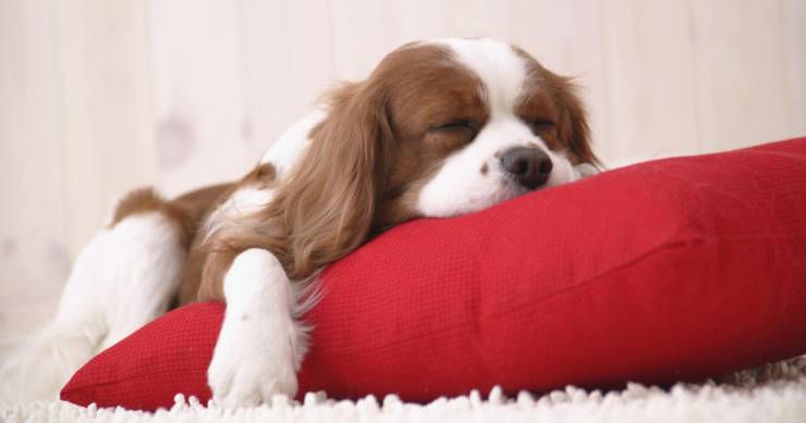 킹 찰스 스파니엘에 대하여 | 인스티즈