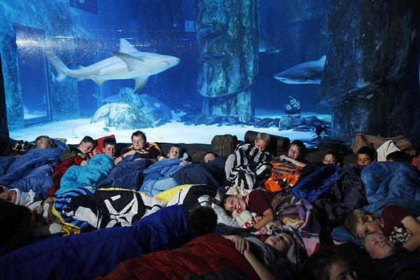 수족관에서 하룻밤.jpg | 인스티즈