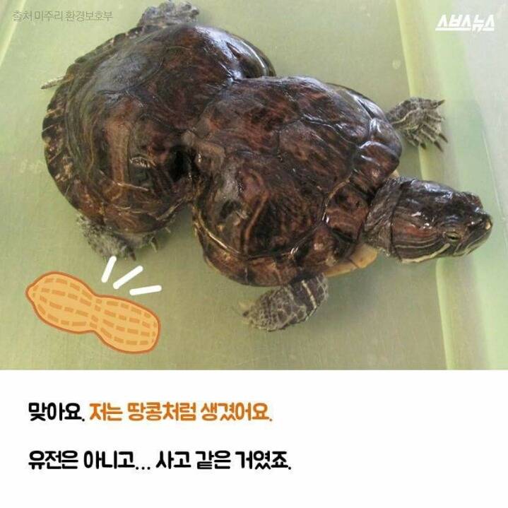저는 땅콩 거북이 입니다 | 인스티즈