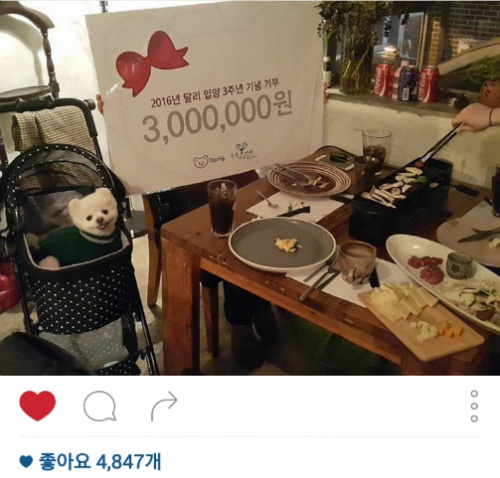 유기견에서 스타강아지가 되기까지 달리의 변화모습 | 인스티즈