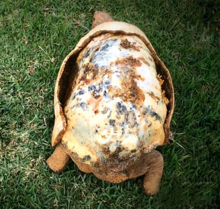 다친 거북이, 3D 프린터로 만든 등딱지를 선물받다 | 인스티즈
