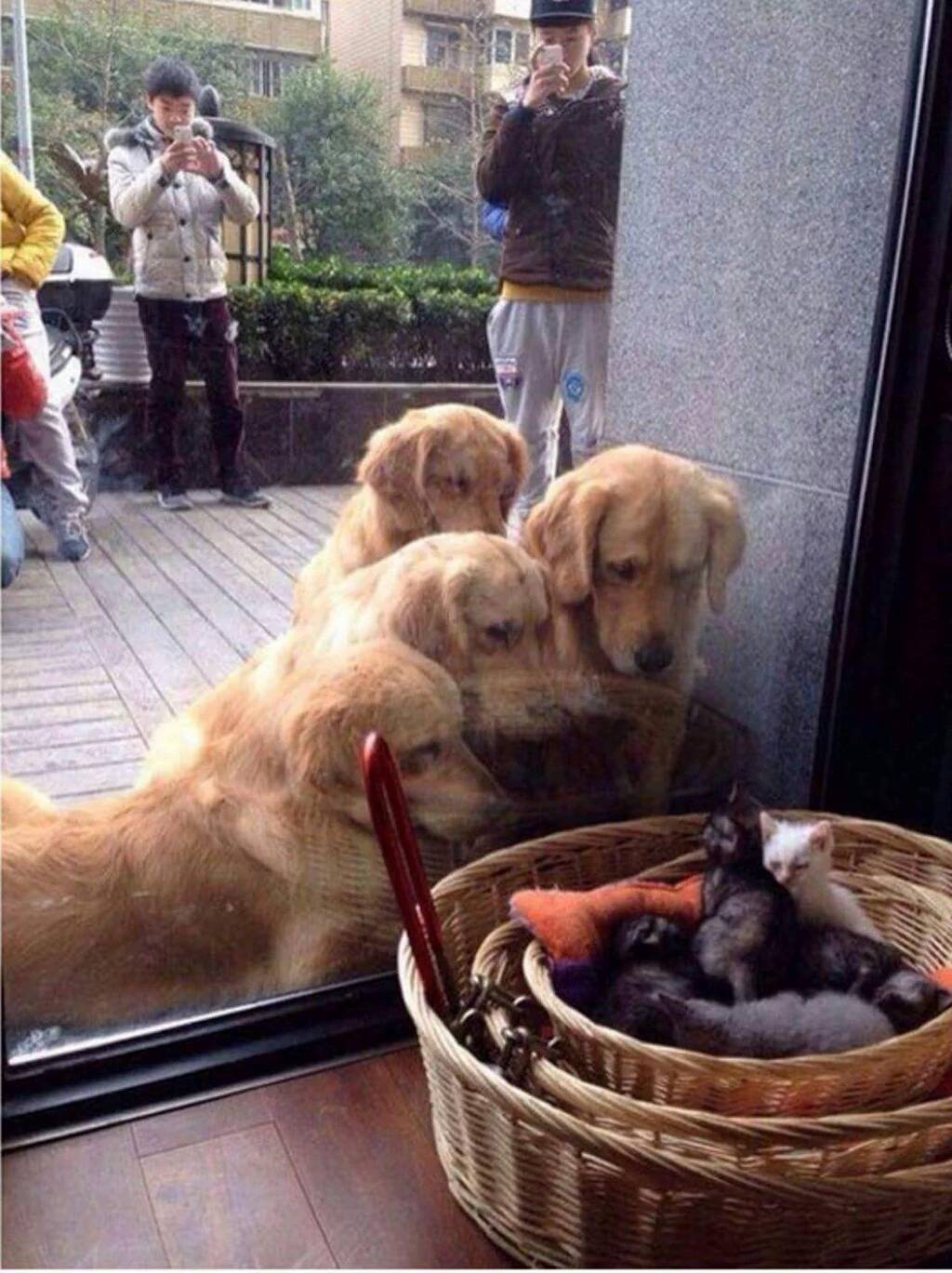 귀여운존재를 귀여워하는 존재를 귀여워하는 존재가 사진을 찍는 장면을 사진 찍는 사진 | 인스티즈