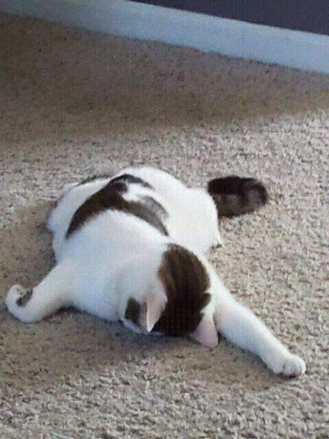 고양이를 이해하는걸 포기했다 | 인스티즈