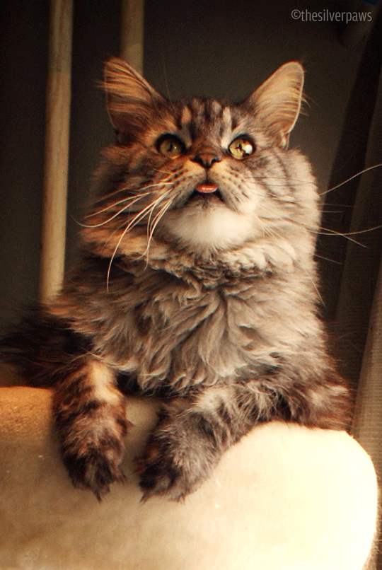 고양이 혀 집어넣는거 까먹었을때.jpgif | 인스티즈