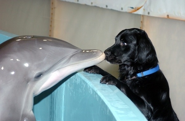 돌고래 지능에 대한 고찰.jpg | 인스티즈