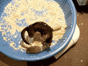 고양이 대 고슴도치 | 인스티즈