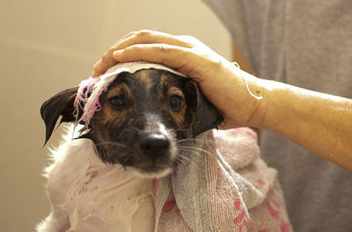 강아지들 첫 목욕.jpg | 인스티즈