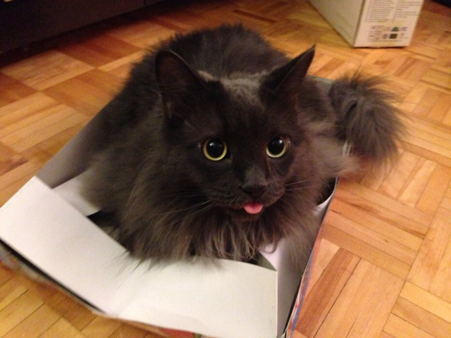 고양이 혀 집어넣는거 까먹었을때.jpgif | 인스티즈