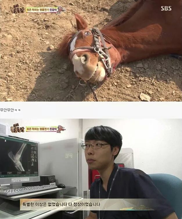 죽은척 하는 말 | 인스티즈