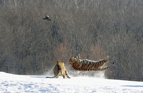 멍청한 호랑이.JPG | 인스티즈