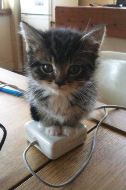 따뜻한 곳을 좋아하는 고양이들 | 인스티즈