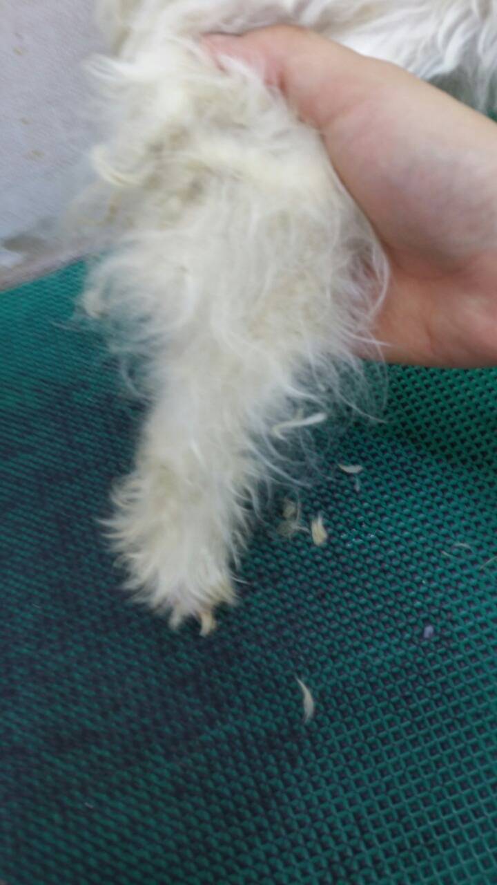 유기견의 변신 그 세번째 이야기.. 그리고 또 많은분들이 봐주셨으면 하는 이야기.. | 인스티즈