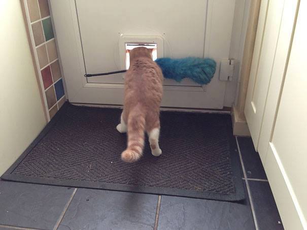 통제가 안되는 고양이 모음 | 인스티즈