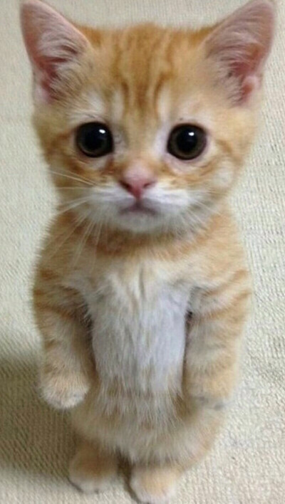 살찐이(feat.야옹🐈🐾) | 인스티즈