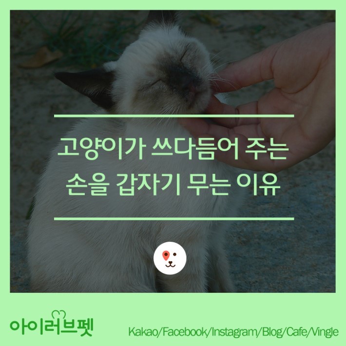 고양이가 갑자기 무는 이유 | 인스티즈