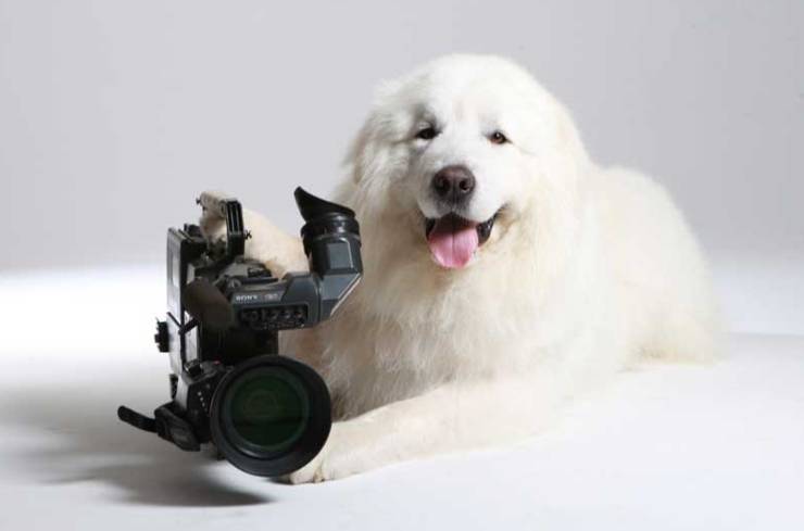 그레이트 피레니즈에 대하여 | 인스티즈