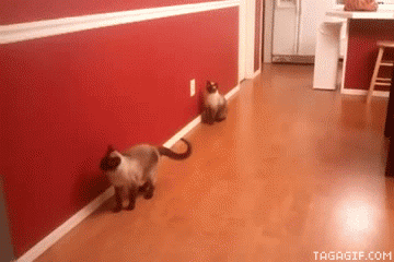 고양이의 운동신경 | 인스티즈