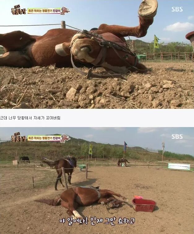 죽은척 하는 말 | 인스티즈