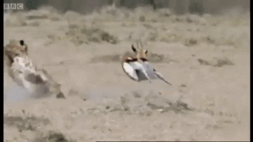 치타의 멋진 사냥.gif | 인스티즈