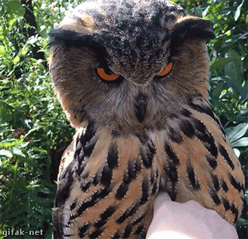 부엉이를 만져봤다.gif | 인스티즈