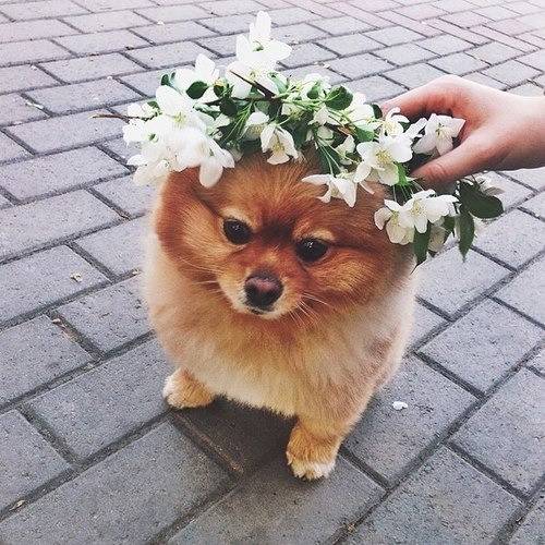 꽃을 머리에 쓴 강아지들 | 인스티즈