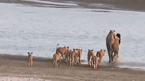 사자 14마리를 물리친 용맹한 코끼리 | 인스티즈
