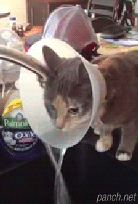 물 마시는 고양이들.gif | 인스티즈