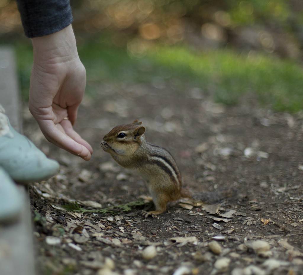 다람쥐 밥 주는 처자 | 인스티즈