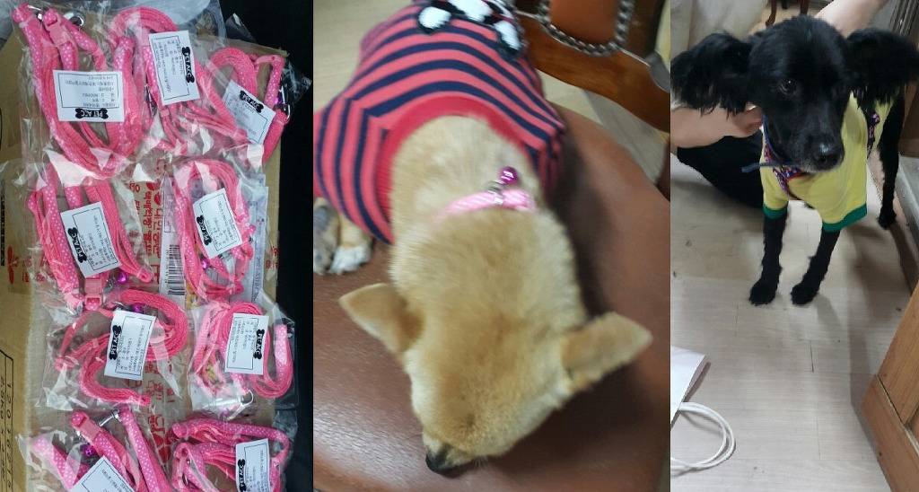 안락사 없는 내사랑바둑이 보호소가 공사비 모금중입니다! 공사비가 부족해서 고양이들이 살 묘사와 주방위생시설을 아직 짓지 못했어요ㅠㅠ(봉사,물품후원가능) | 인스티즈