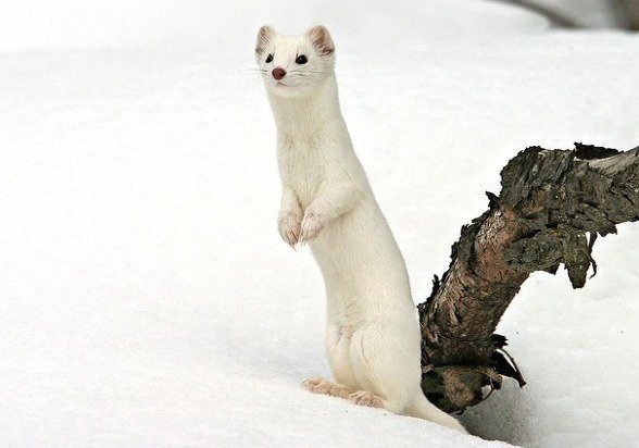 행복한 세상의 족제비 | 인스티즈