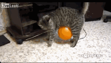 도도한 바보들 | 인스티즈