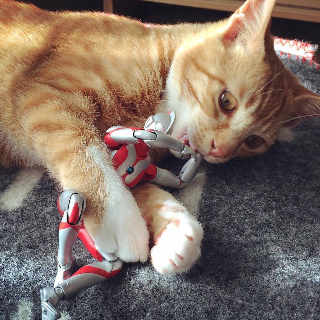 울트라맨이 지켜주는 고양이의 성장 기록 | 인스티즈