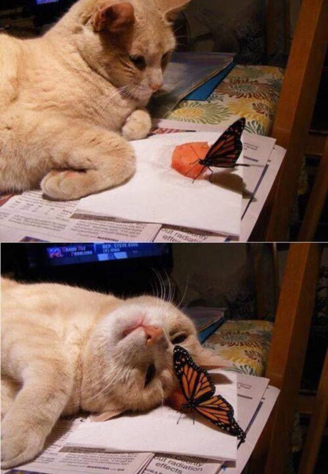 살찐이(feat.야옹🐈🐾) | 인스티즈