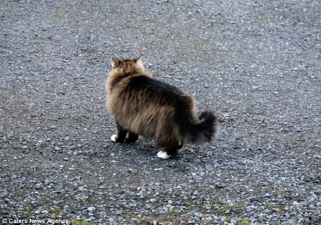 불법침입한 야생여우를 집밖으로 쫓아내는 고양이.jpg | 인스티즈