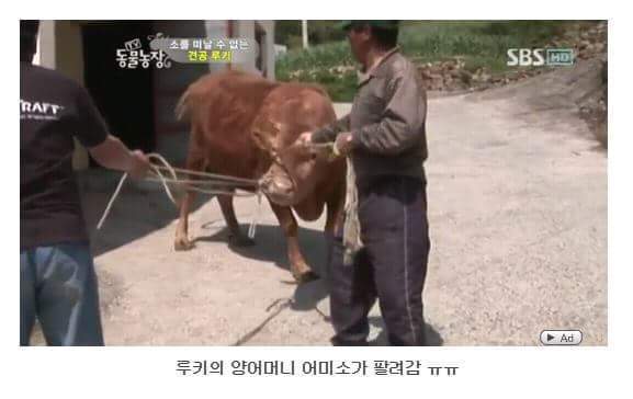 소를 어미라고 생각하는 강아지 | 인스티즈