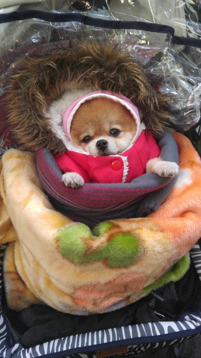 시장에서 할머니가 유모차에 강애쥐 태워가시는거 찍었다.jpg | 인스티즈