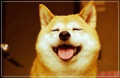 시바견 보고 가세여 | 인스티즈