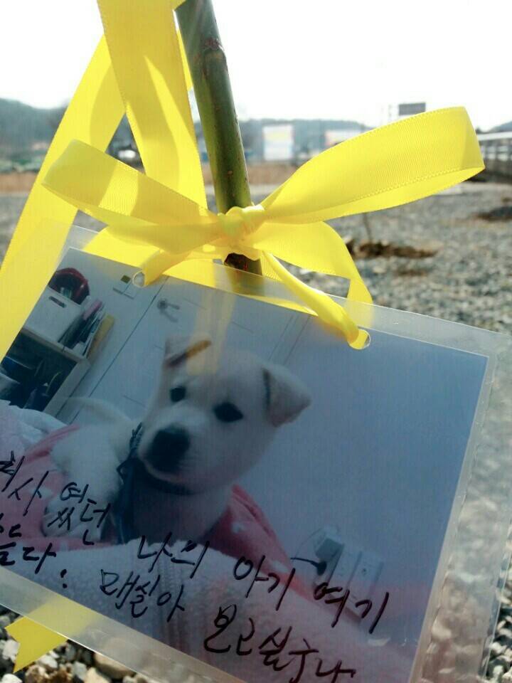 2월19일 일요일. 개소주가 되어버린 나의 가족 매실이를 예쁜매실나무로 만들어 보내주었습니다 | 인스티즈