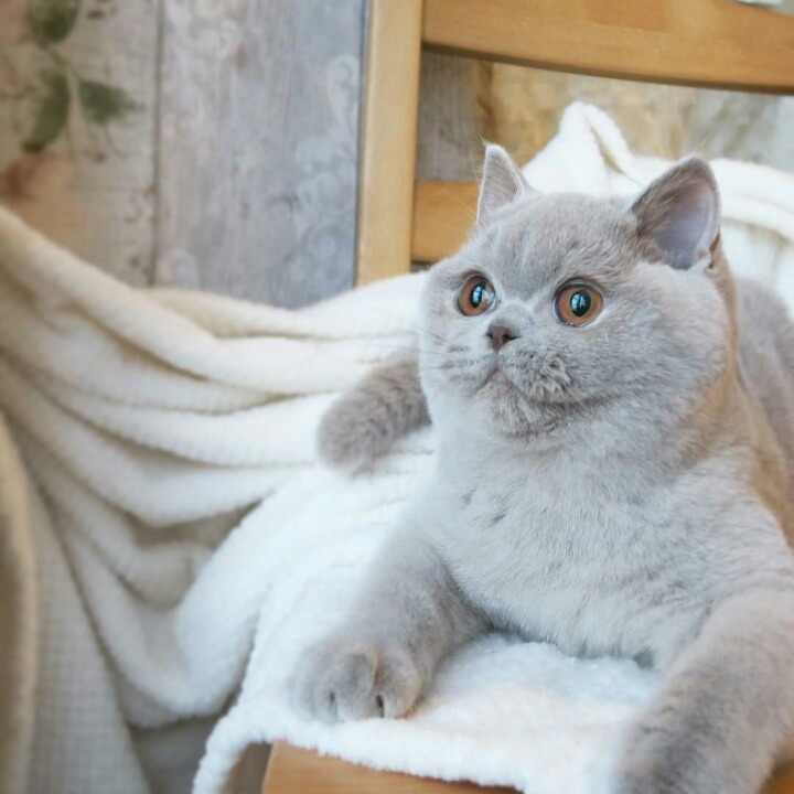 영국 토종고양이 | 인스티즈