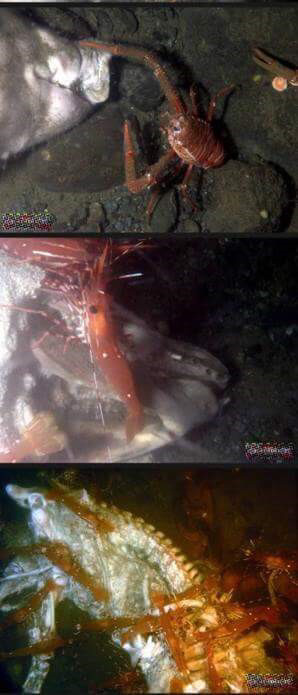 돼지 사체를 바다에 빠뜨리면.. (혐오주의) | 인스티즈