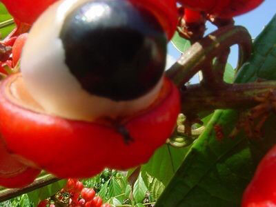 과일 과라나를 아시나요? (혐오주의) | 인스티즈