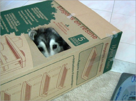 서로 다른 종의 동물을 같이 키웠을때 생길수있는일.gif | 인스티즈