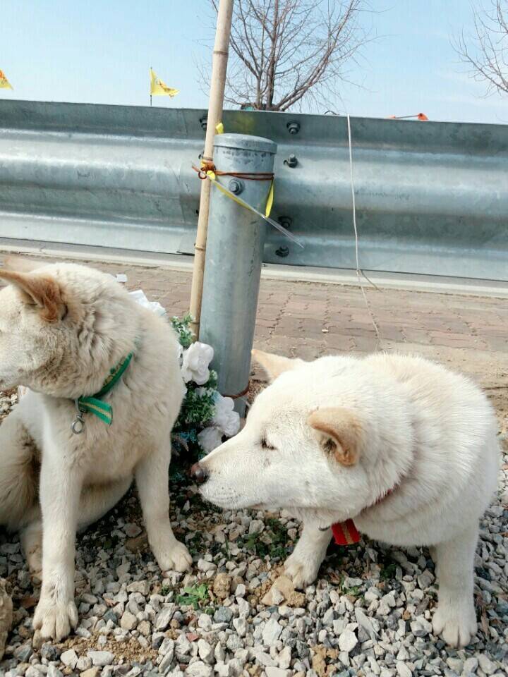 2월19일 일요일. 개소주가 되어버린 나의 가족 매실이를 예쁜매실나무로 만들어 보내주었습니다 | 인스티즈