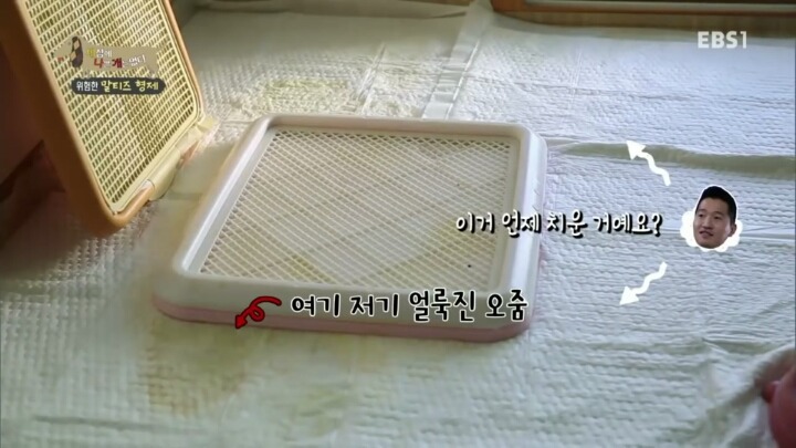 공격적인 반려견이 되는 이유 2부.jp | 인스티즈