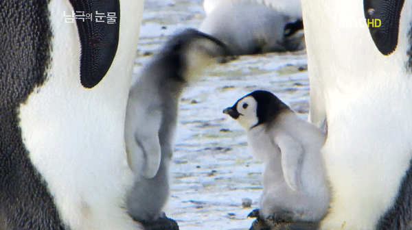 묘이 미나 + 펭귄 | 인스티즈