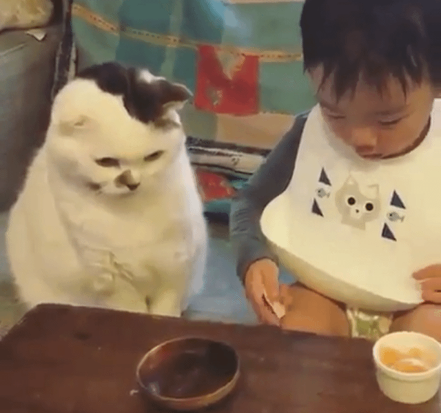 고양이한테 뽀뽀하는 어린이 | 인스티즈