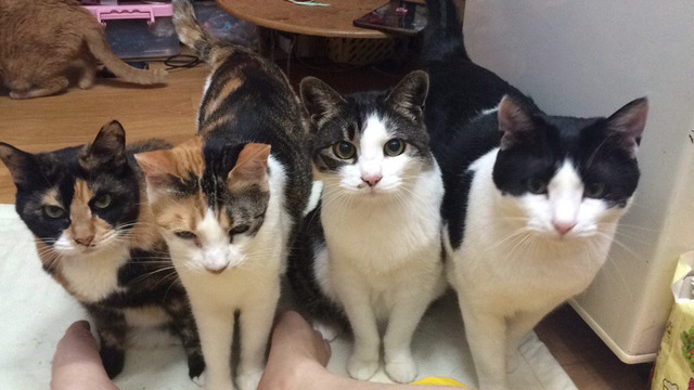 밑에 확대범 냥이 일상 사진이요 ㅋㅋㅋ | 인스티즈