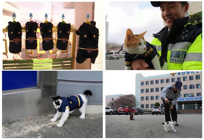 경찰복 입은 고양이들... (귀여움 주의) | 인스티즈