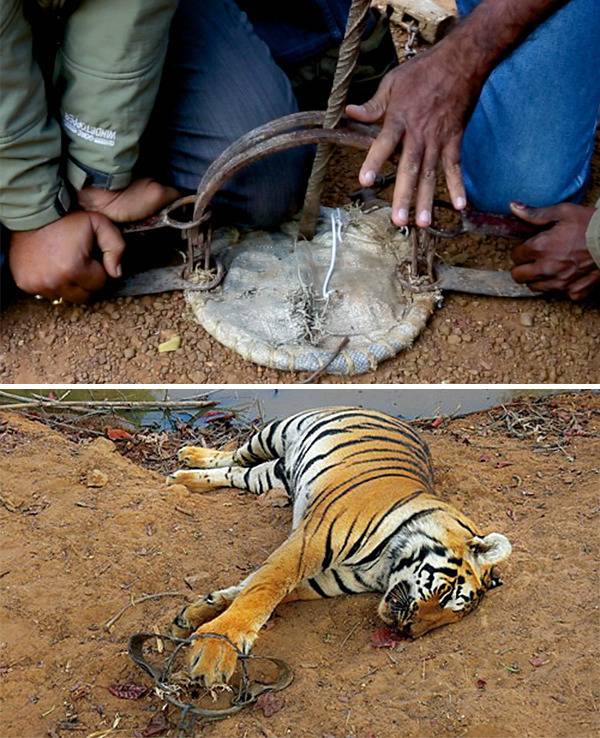 베트공 게릴라군이 사용한 살인함정 부비트랩 | 인스티즈