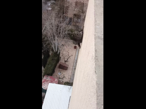 고양이 추락사 | 인스티즈